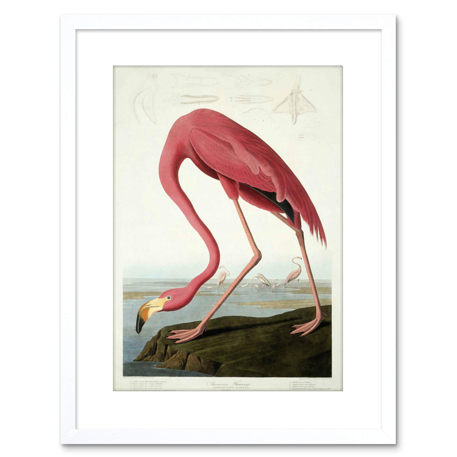 Wee Blue Coo 9x7 '' AUDUBON AMERICAN FLAMINGO ZOOLOGY FRAMED ART PRINT F97X402