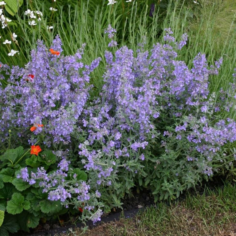 Nepeta ‘Walker’s Low’ Catmint – Long-Flowering Perennial with Lavender-Blue Blooms, Loved by Bees by Park Farm Plants