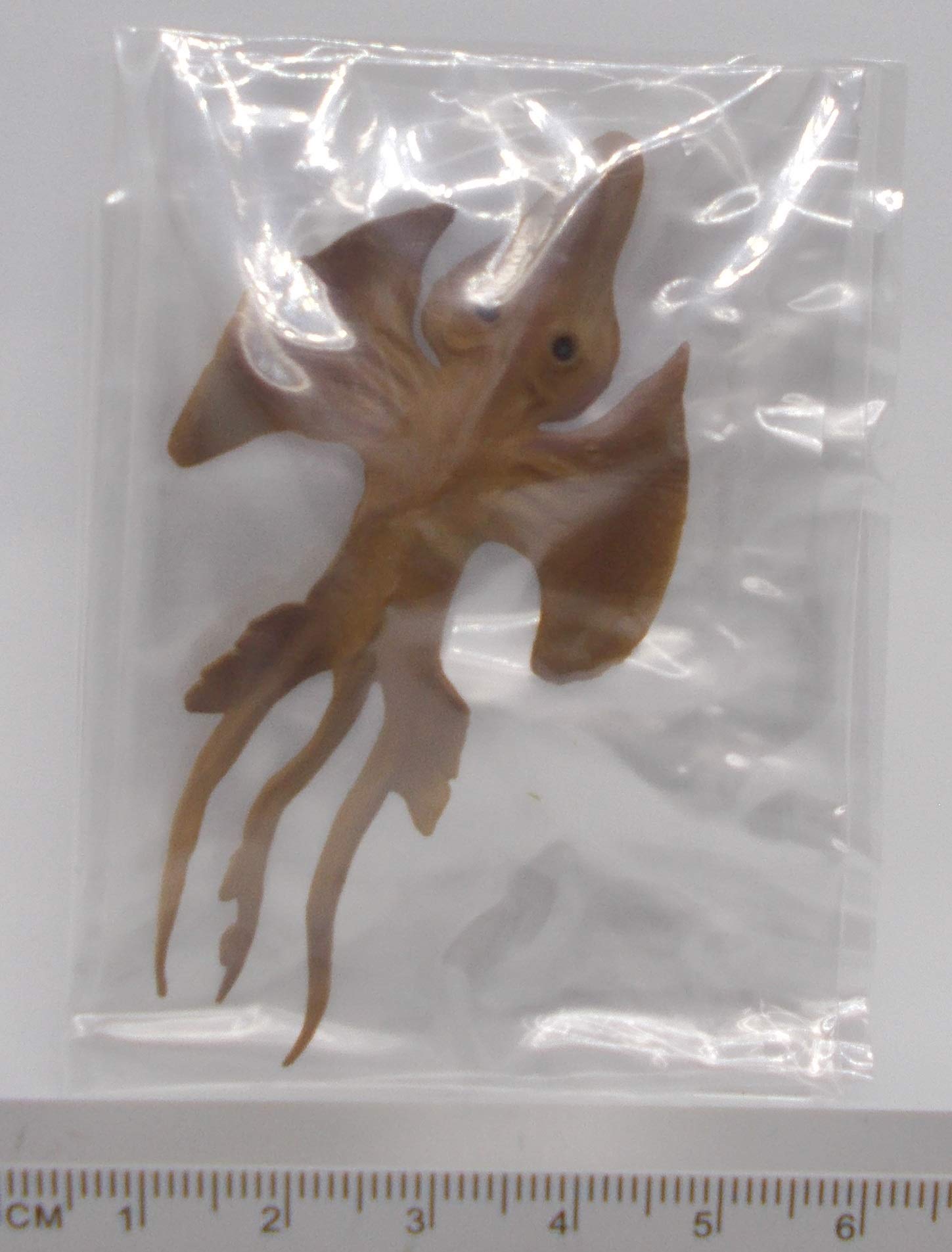 Amazon | 大神秘博物館 第1集【 ジェニーハニバー 】単品