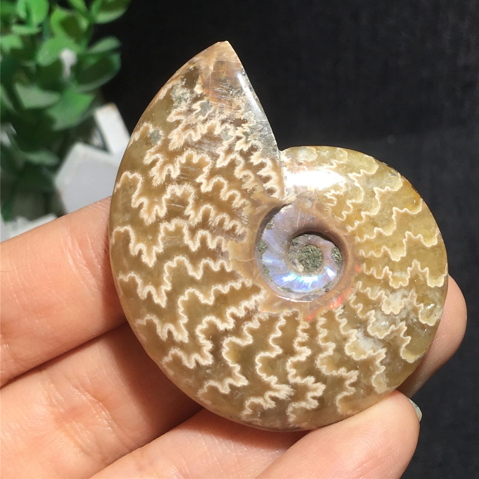 Specimen di Conchiglia Naturale Simile al Giada Fossile Paleontologico di Conchiglie per Collezioni di Fossili e Scopi Educativi 74mm