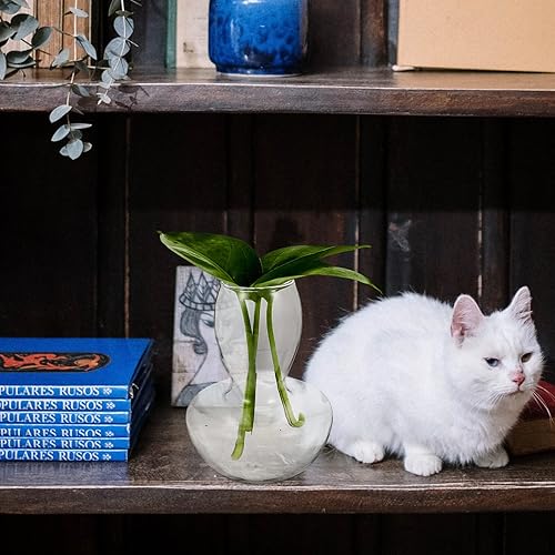 Miniatura 9 de Tofficu Decoración del hogar - Floreros de vidrio con forma de hongo al revés, maceta de hongo transparente, arreglo floral, jarrones hidropónicos