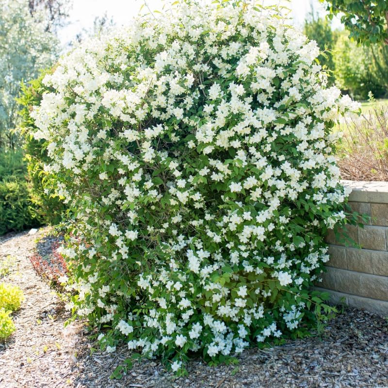 10 Months Old Mock Orange Live Plants, White Flower Mock Orange Tree for Planting, Ready to Plant, Dormant in Winter, Fragrant