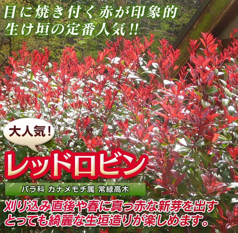 Amazon.co.jp: 【20本セット】レッドロビン 樹高0.6m前後 10.5cmポット
