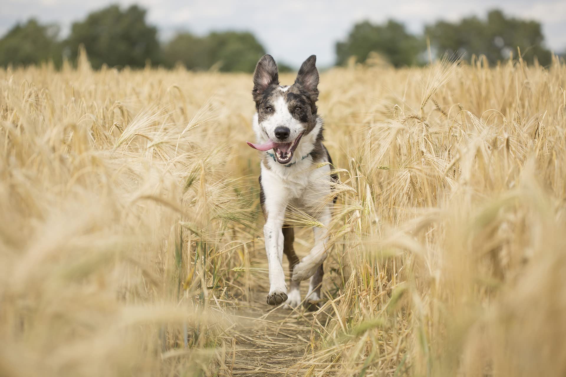 Scheidler horse-direkt Lachsöl 10 L Kanister für Hunde, Katzen und Pferde, reines Fischöl, Barf Öl ohne Zusätze, reich an Omega-3, 6- und 9-Fettsäuren, natürliches Einzelfuttermittel