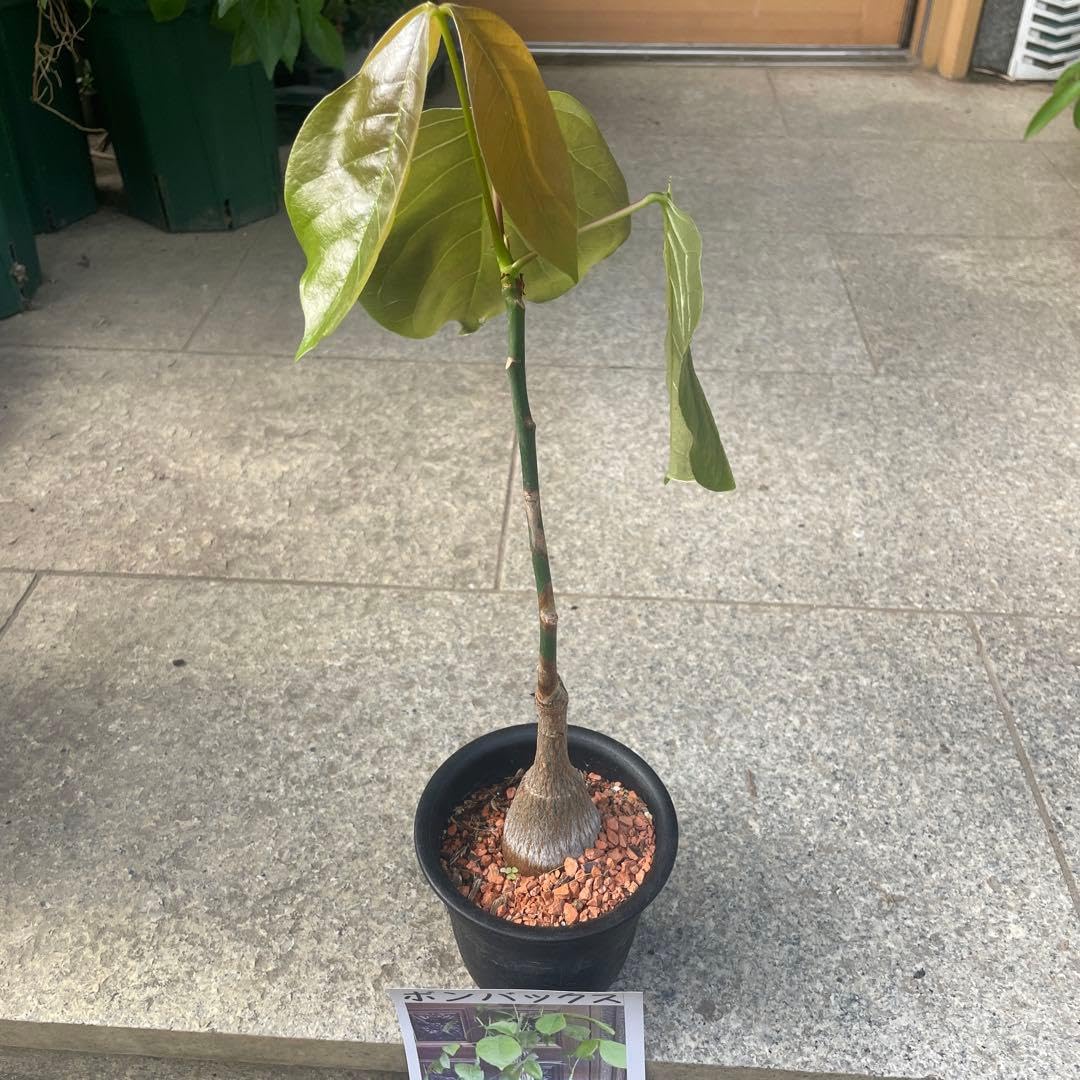 Amazon｜ボンバックス 塊根植物 コーデックス 観葉植物｜観葉植物