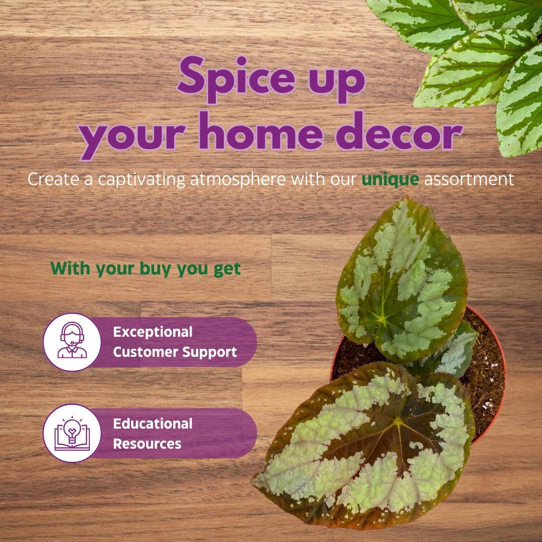 Mariana's Monster Begonia Rex 4 inch Big Green Monster Giant Leaf