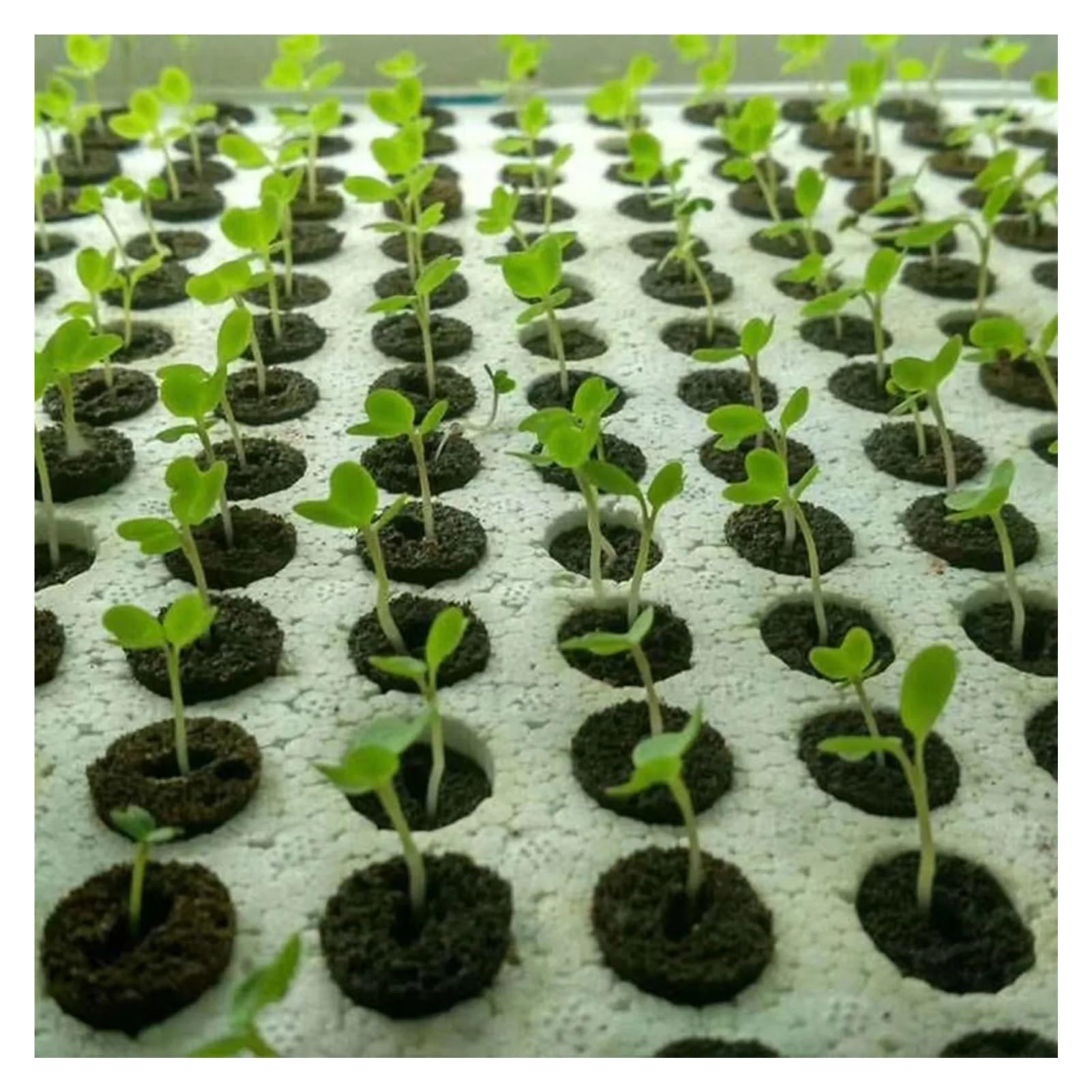 Gąbki do uprawy hydroponicznej, 30pcs Multicolor Hydroponic Grow Sponges Seed Starter Root Growth Plugs(Color 1)