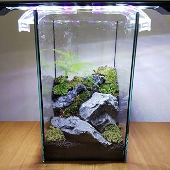 苔テラリウム完成品 苔テラリウム 苔ボトル ホソバオキナゴケ Amazon.co.jp: 苔テラリウム完成品 苔テラリウム 苔ボトル