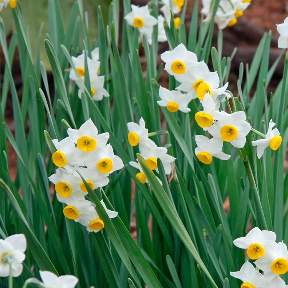 Amazon | 水仙 寒咲日本水仙 球根 50球 はなみどり | 球根