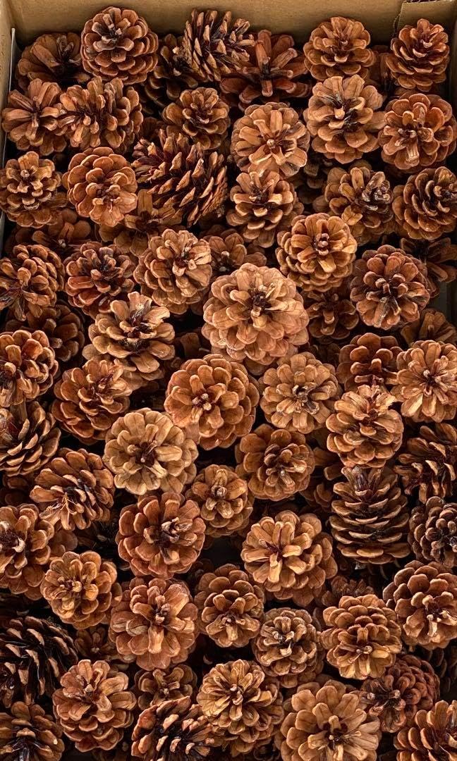 綺麗な茶褐色の松ぼっくり 50個