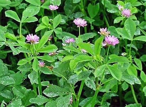 Hancock Seed Co. Semillas de trébol persa, 5 libras.