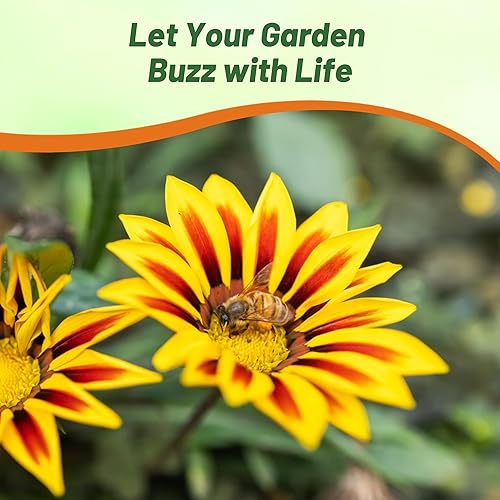 Miniatura 7 de Outsidepride Gazania Big Kiss - Plantas de jardín tolerantes al calor y a la sequía con llama amarilla y cobertura del suelo, 25 semillas