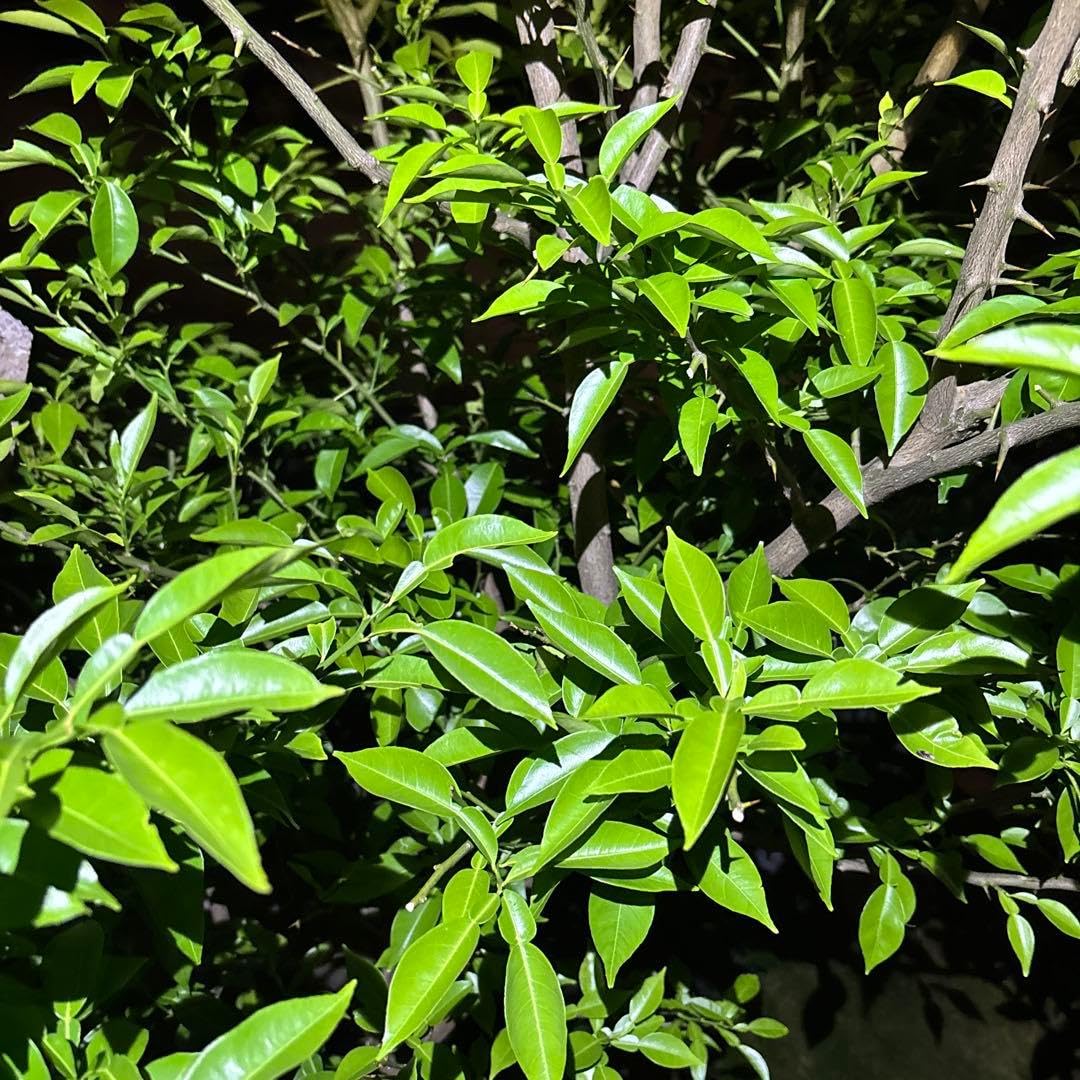 Amazon｜奈良県産 不使用 ゆずの葉っぱ 枝付 (約)5cm〜10cm 80枚｜観葉