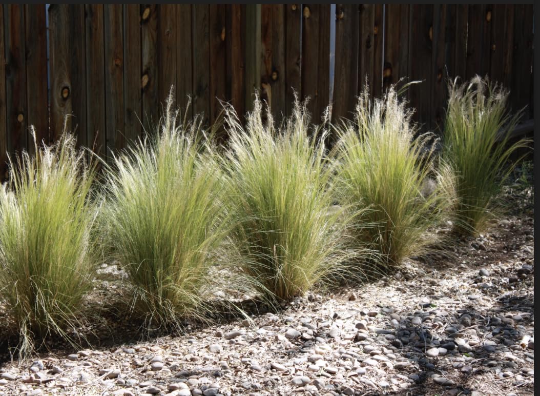 4 x Mexican Feather Grass (Nassella tenuissima)' | 3cm Plug Plants | Cottage Garden Plants
