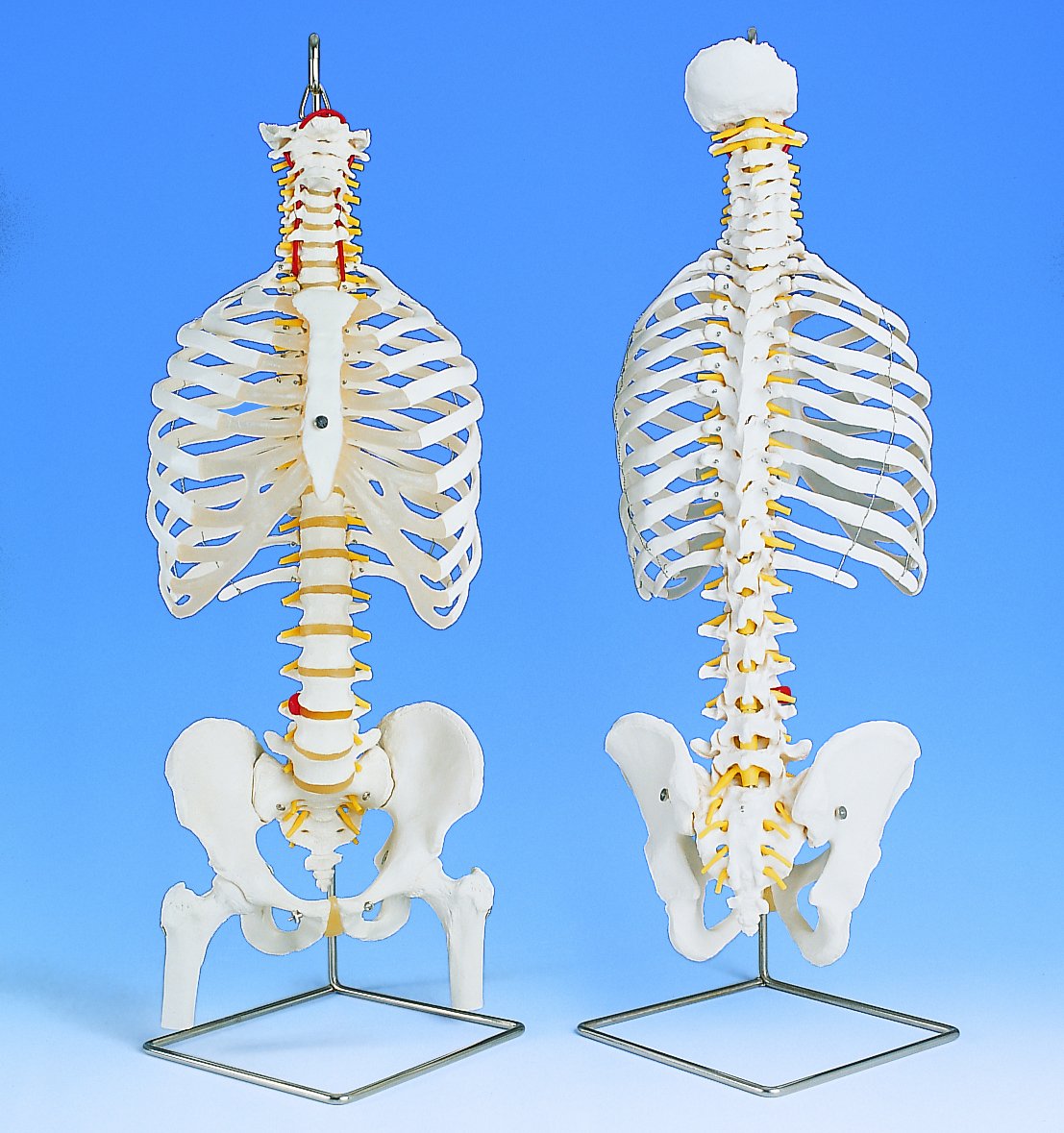 3B Scientific A56/2 Colonna Vertebrale Flessibile Classica, con Cassa Toracica e Tronchi del Femore + software gratuito di anatomia - 3B Smart Anatomy