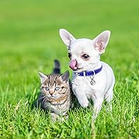 Vista 3 de XXS Collar para Perro Collar para Perro Teacup, Collares para Perro Rosa, Collares para Perro Teacup para Perros Pequeños y Gatos, Rosa, 3/8