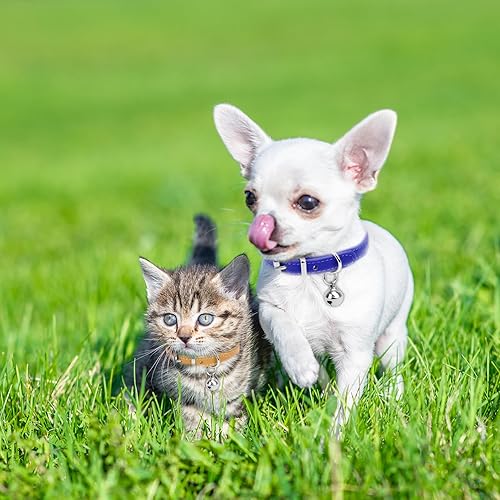 Miniatura 7 de XXS Collar para Perro Collar para Perro Teacup, Collares para Perro Rosa, Collares para Perro Teacup para Perros Pequeños y Gatos, Rosa, 38 pulgadas