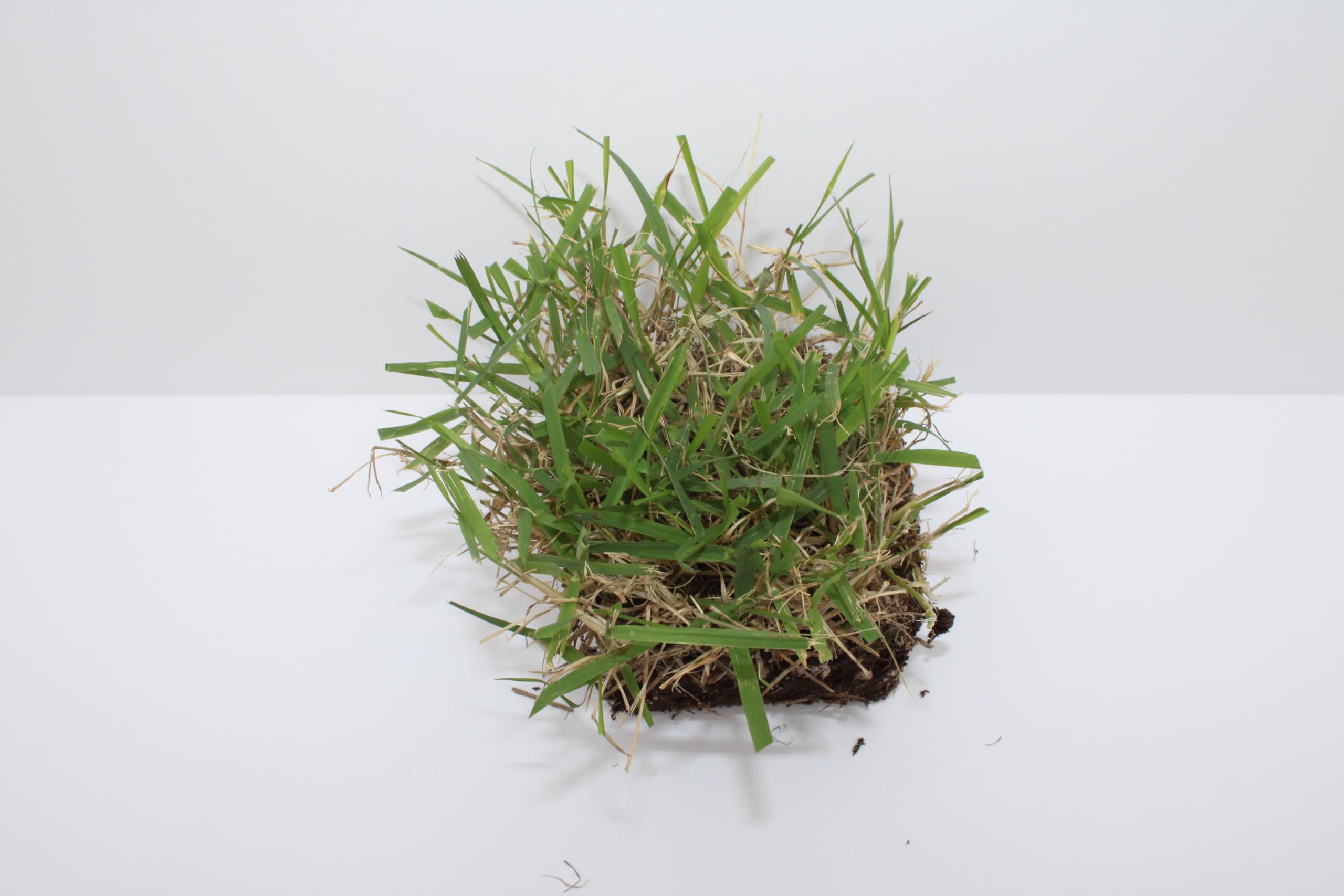 Samson Botanicals El Toro Zoysia Sod Plugs for Lawn Individually Mature Grown Plugs Robust and Rapid Growth for Your Lawn 18 Count Tray