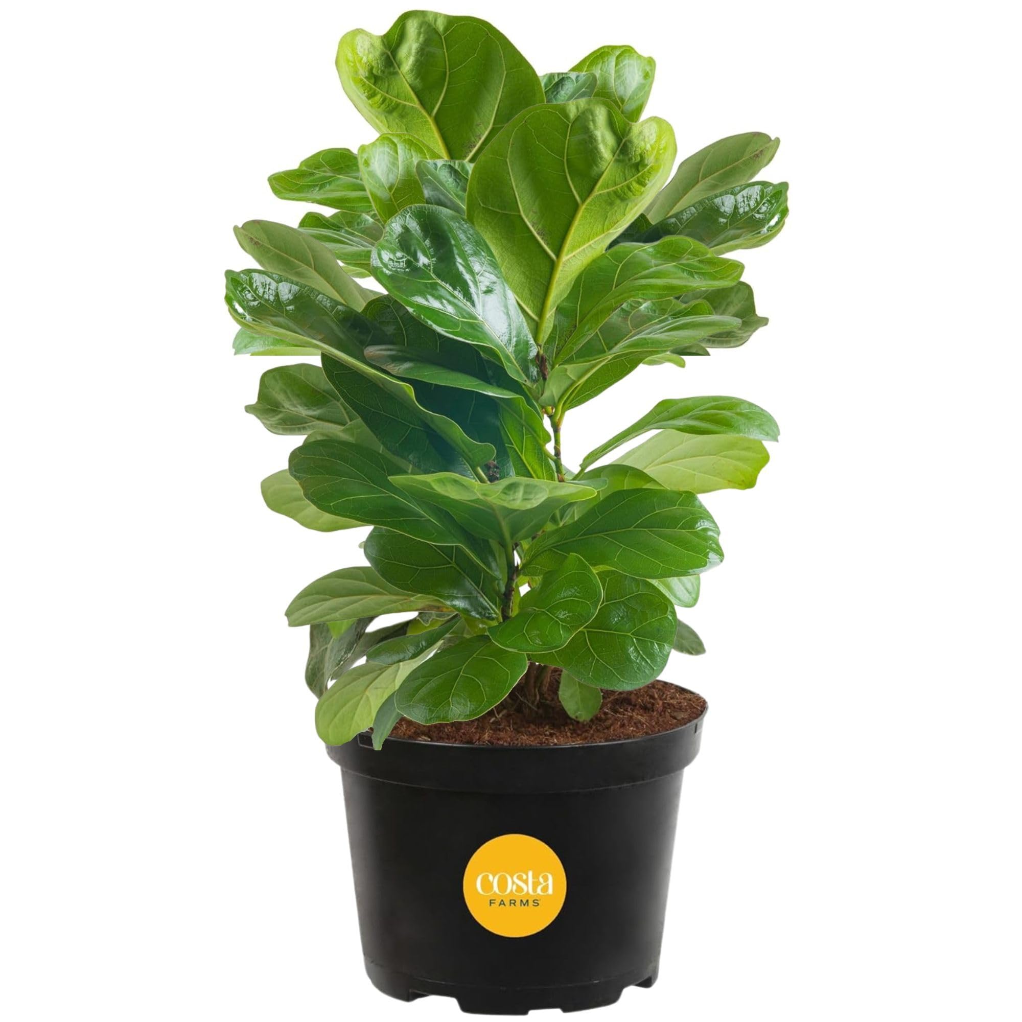 Costa Farms Little Fiddle Leaf Fig, Live Indoor Ficus Lyrata Plant in Nursery Plant Pot, Houseplant in Potting Soil, Housewarming, Birthday Gift, Office, Home, and Room Decor, 1 Foot Tall
