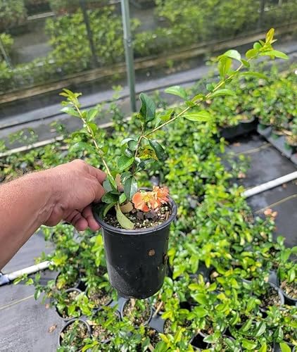 Cameo Flowering Quince - Live Plant - (1 QT) - Thumbnail 2