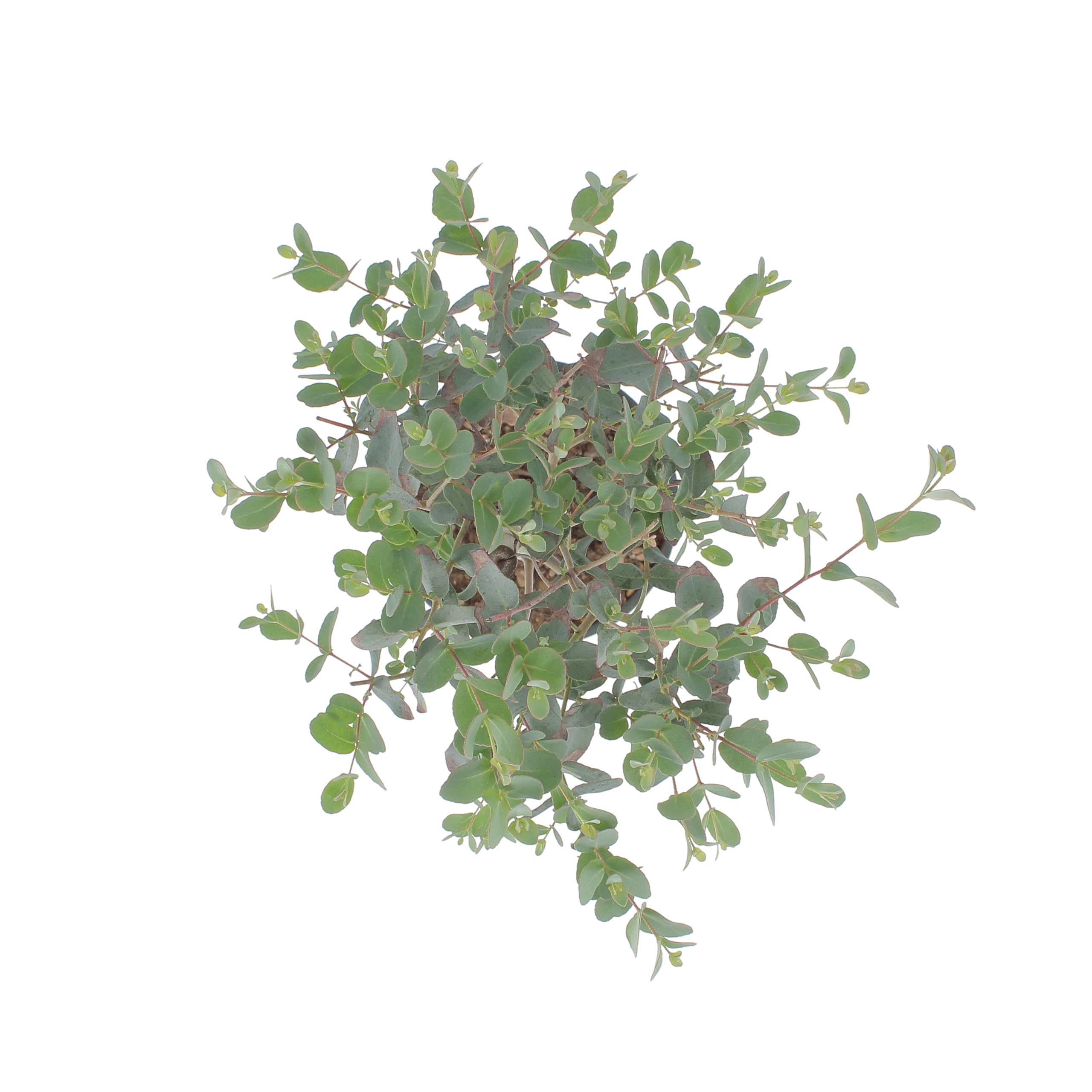 KENTIS - Eucalyptus Gunnii - Alberello Eucalipto - Piante Vere da Esterno Resistenti - Pianta da Giardino Antizanzara - H 40-50 cm Vaso Ø 15 cm