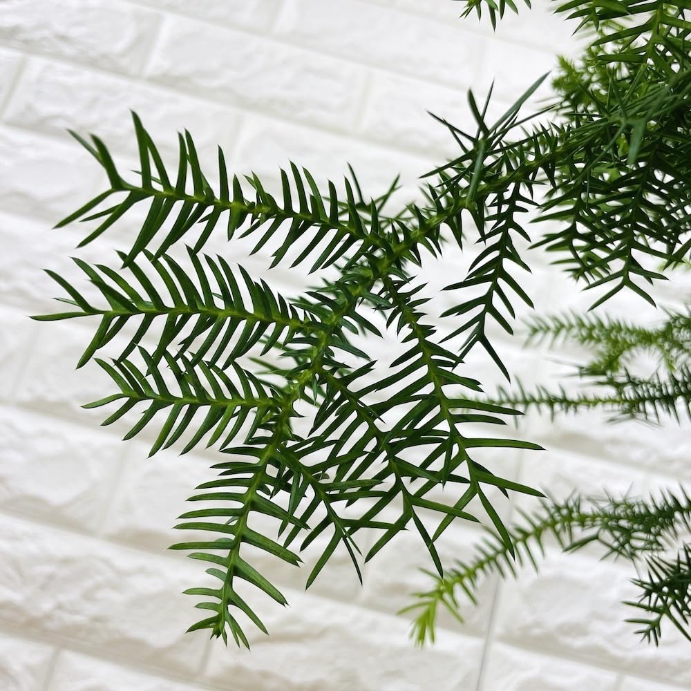 特良！アローカリア シマナンヨウスギ盆栽仕立て 観葉植物 シンボルツリー 特良！アローカリア シマナンヨウスギ盆栽仕立て 観葉植物