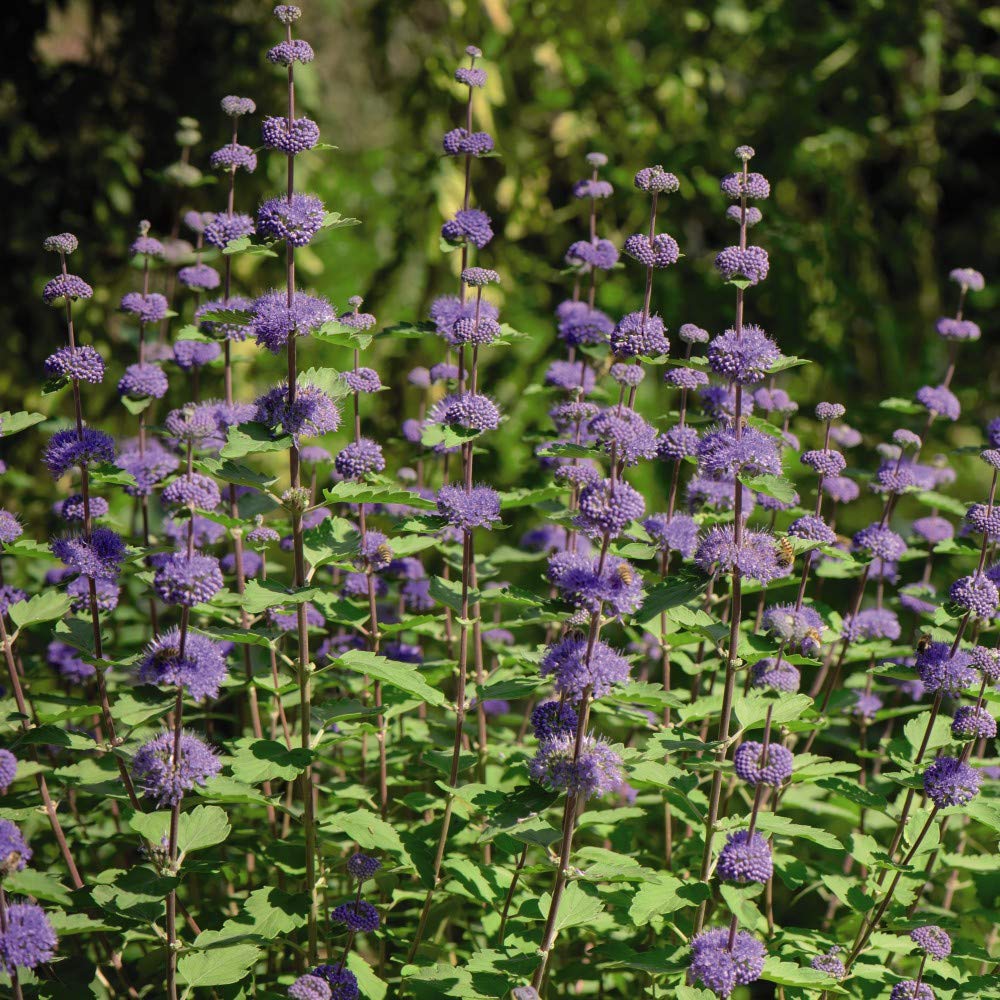 Caryopteris Clandonensis ‘Kew Blue’ (Bluebeard), Easy to Grow, Hardy Shrub, in 9cm Pot x 2 by Thompson and Morgan (2)