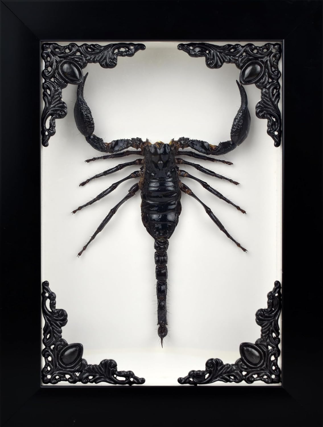 Real Exotic Poisonous Scorpion – Preserved Taxidermy Insect Bug Collection Framed in a 3D Wooden Frame as Pictured Taxidermy (Black Wooden Box V2)