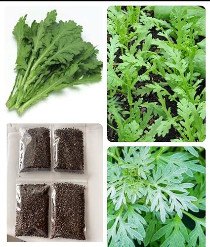 4 bolsas de semillas Rau Tanner Ô-Ci Cúc + semillas de Tong Ho dentadas medianas 14 oz Tong Ho 2500+ semillas corona, margaritas, crisantemo,