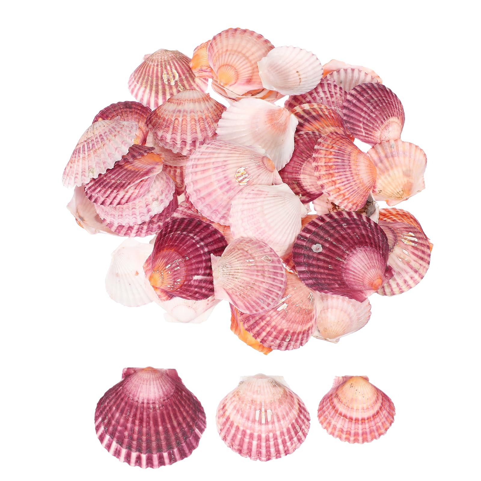 sourcing map 60Pcs Scallop Shells, 1.6"-2" Natural Sea Shells Seashell Bulk for DIY Painting Fish Tank Landscape Beach Theme Party Wedding and Home Decoration, Purple