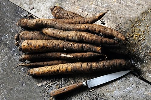 Miniatura 8 de Semillas Gigante Raíz Negra Salsify No GMO Heirloom