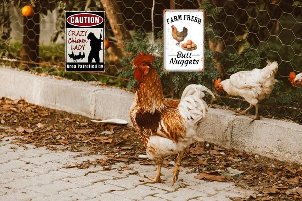 2pcs Funny Chicken Sign Vintage Metal Tin Signs Chicken Coop Accessories Lovers Gifts For Farm Yard Fence Decor Coop Caution Sign Outdoor Wall Decor 8×12 Inch image 5