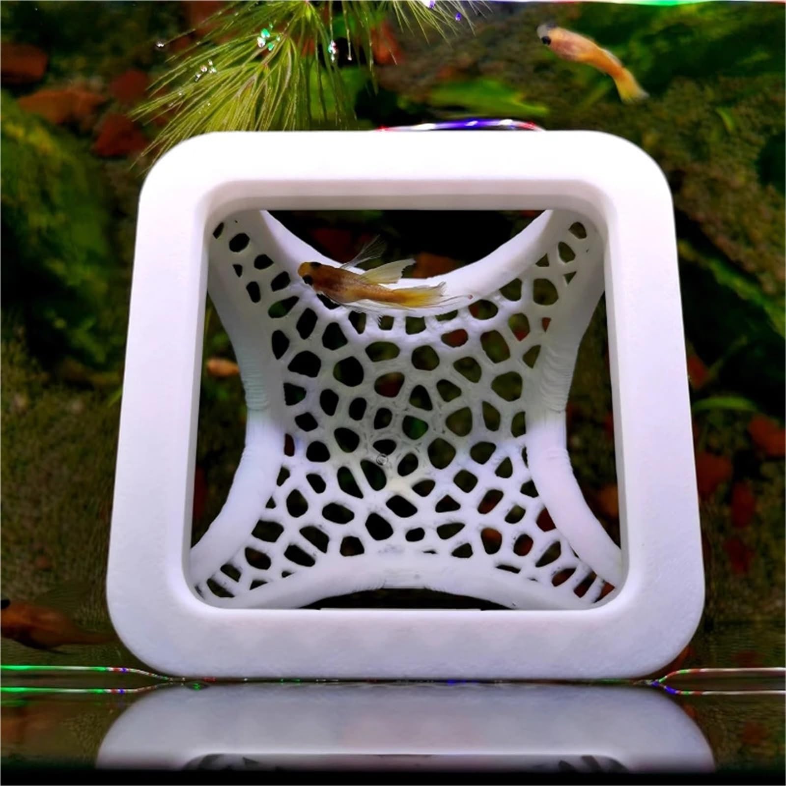 Lot de 2 cachettes flottantes 3 en 1 pour aquarium, grotte pour poissons, crevettes, hamac, anneau d'alimentation et lieu de repos (blanc)