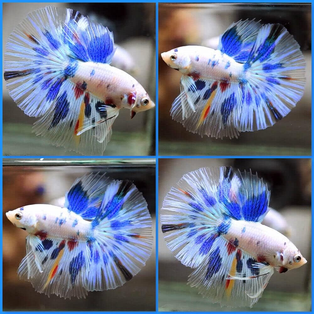 live betta fish amazon