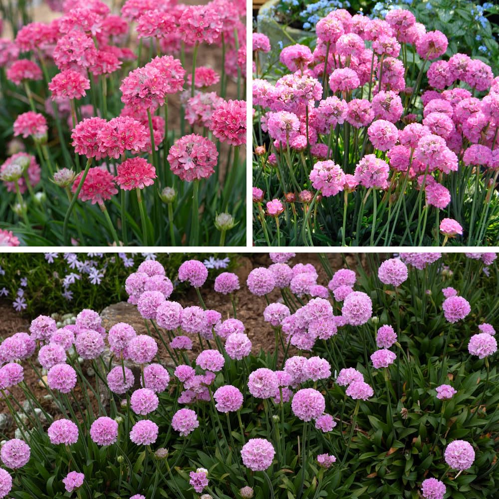 YouGarden Armeria Dreameria Sea Thrift Collection, Three Pink Varieties, Established Plants in 9cm Pots, Pollinator Friendly, Long Flowering