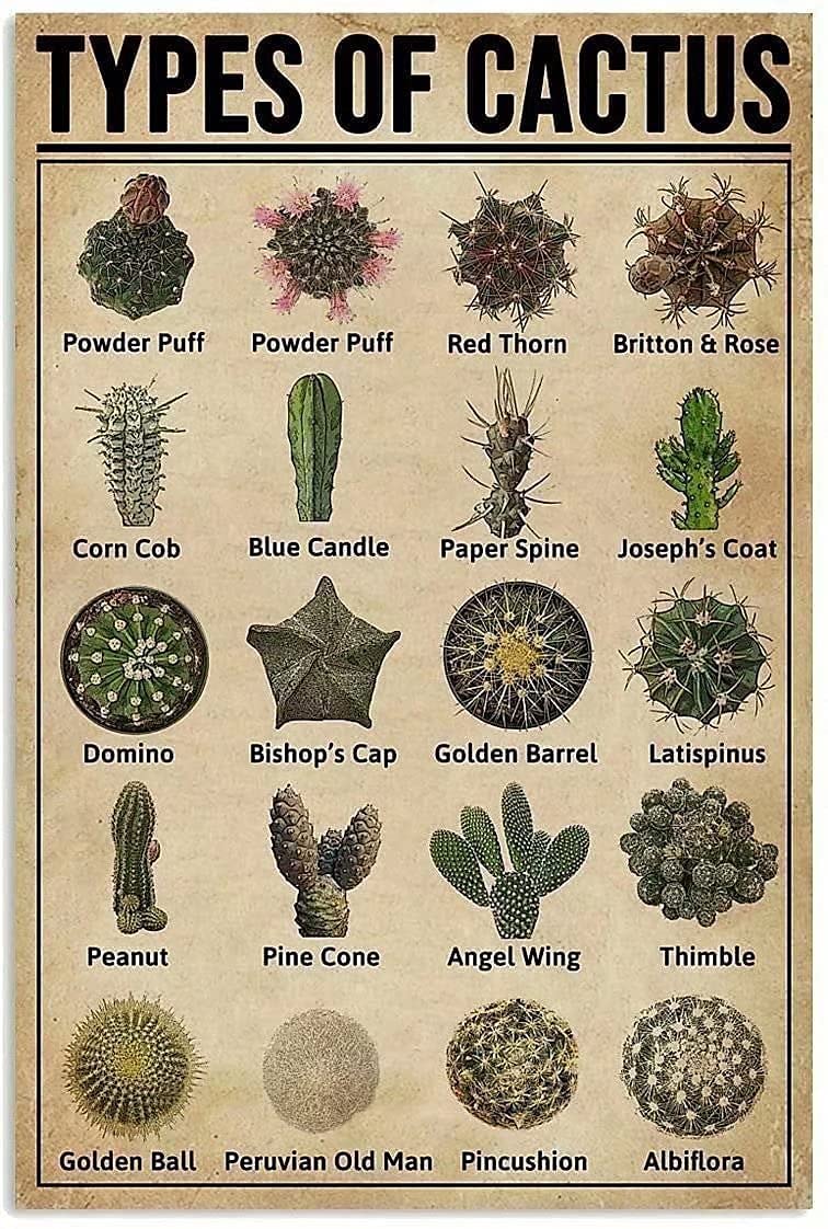 Tin Sign Types Of Cactus Knowledge Metal Sign,Home Bar Classic Sign Cafe Farm Room Metal Poster Interesting Wall Decoration 12X16 Inches
