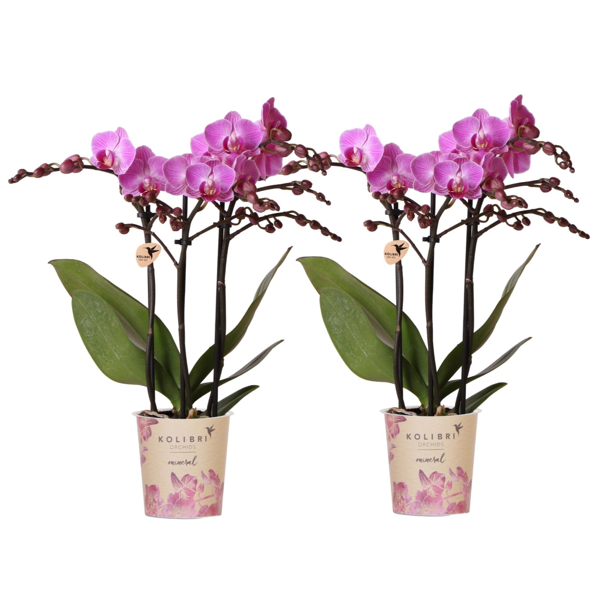 Phalaenopsis Orchideen Wien, 2 Orchideen, Ø9cm, Dunkelrosa/Violett