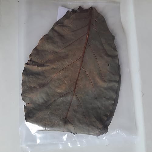 Hojas de aguacate, secas (Hojas de Aguacate), 3oz Herbal