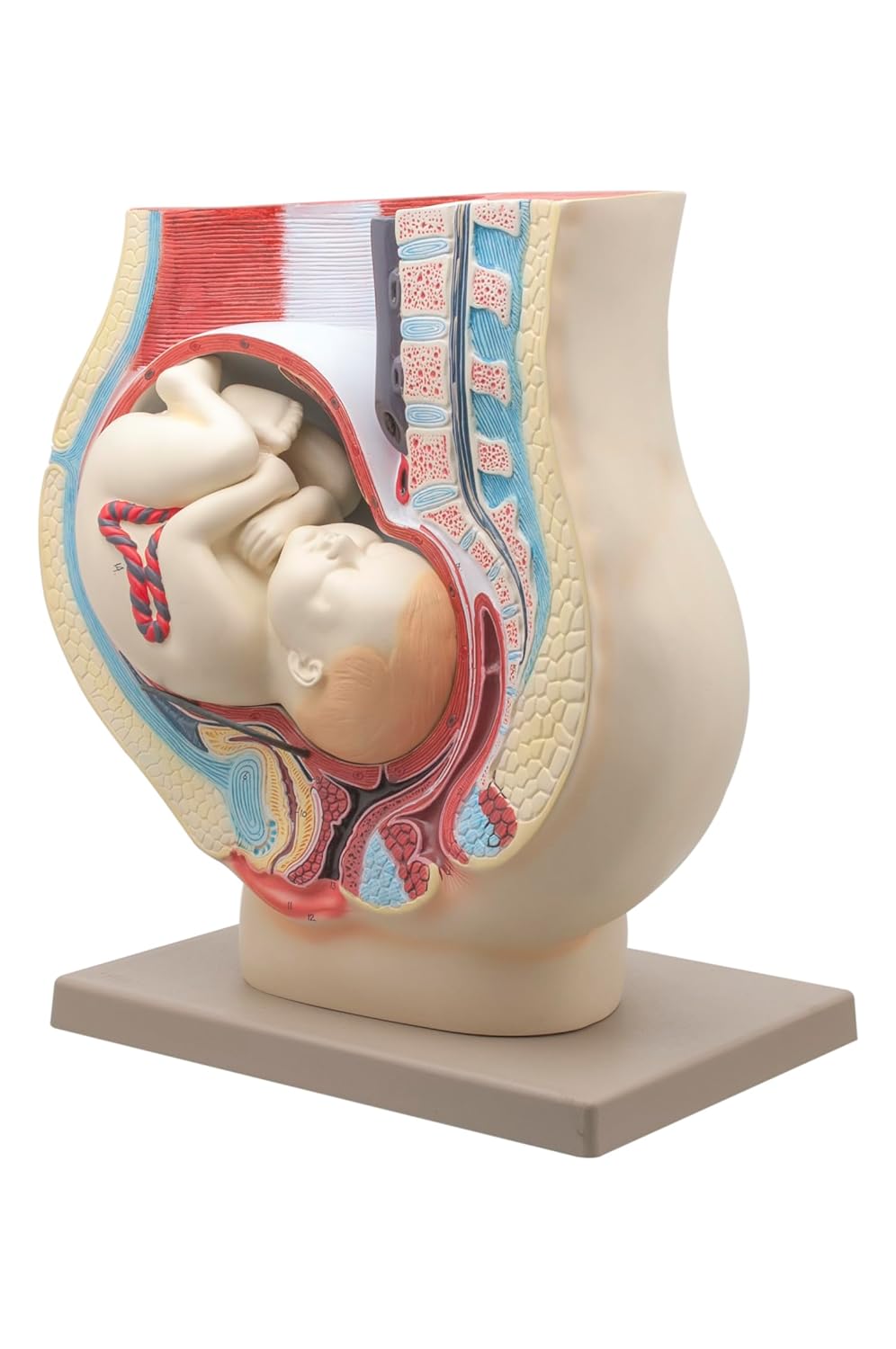 Eisco Labs Human Pregnancy Pelvis Model with Removable Fetus - Hand Painted