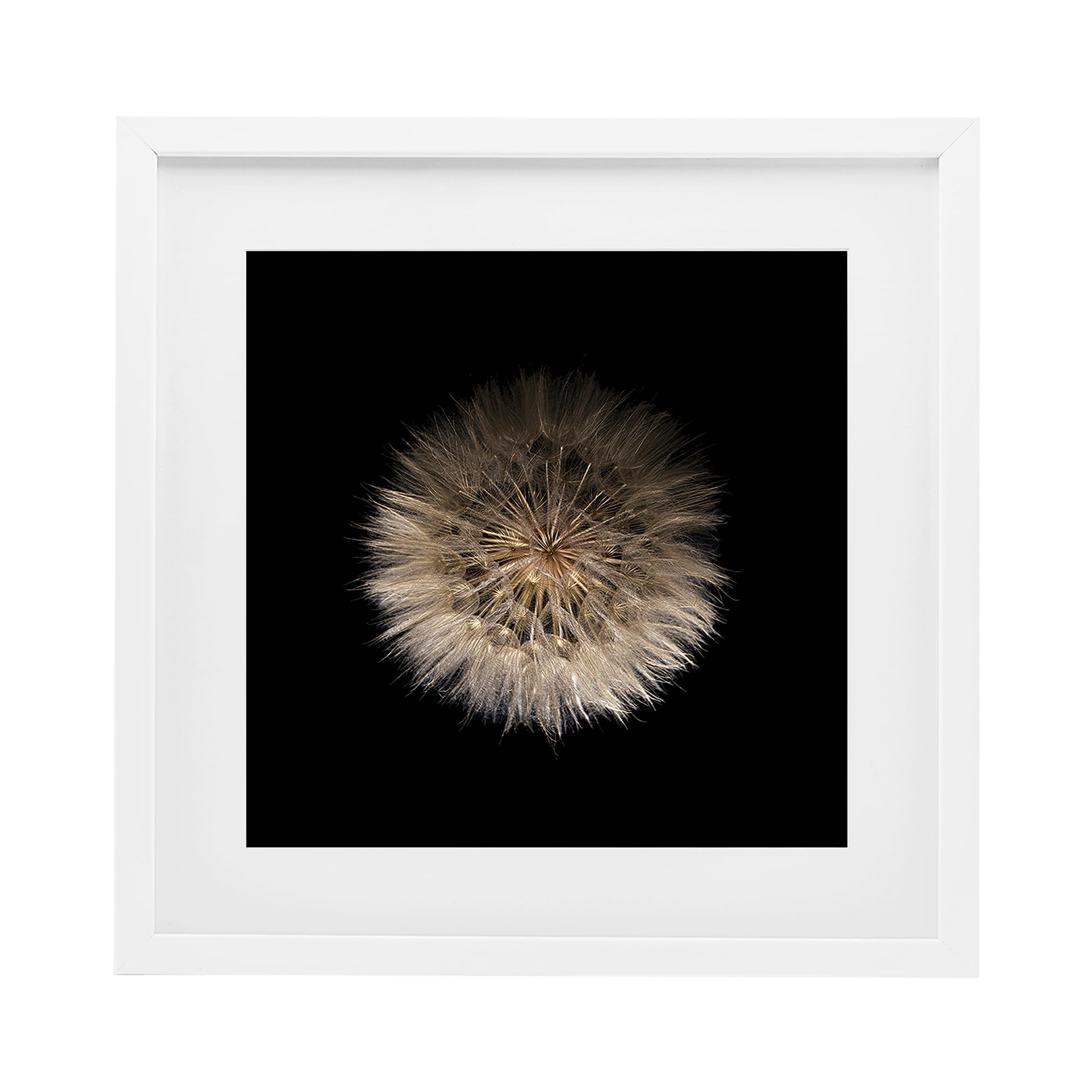 Stupell Industries Coastal White (Textured) 'Wispy Dandelion On Black'| Framed Print Under Glass