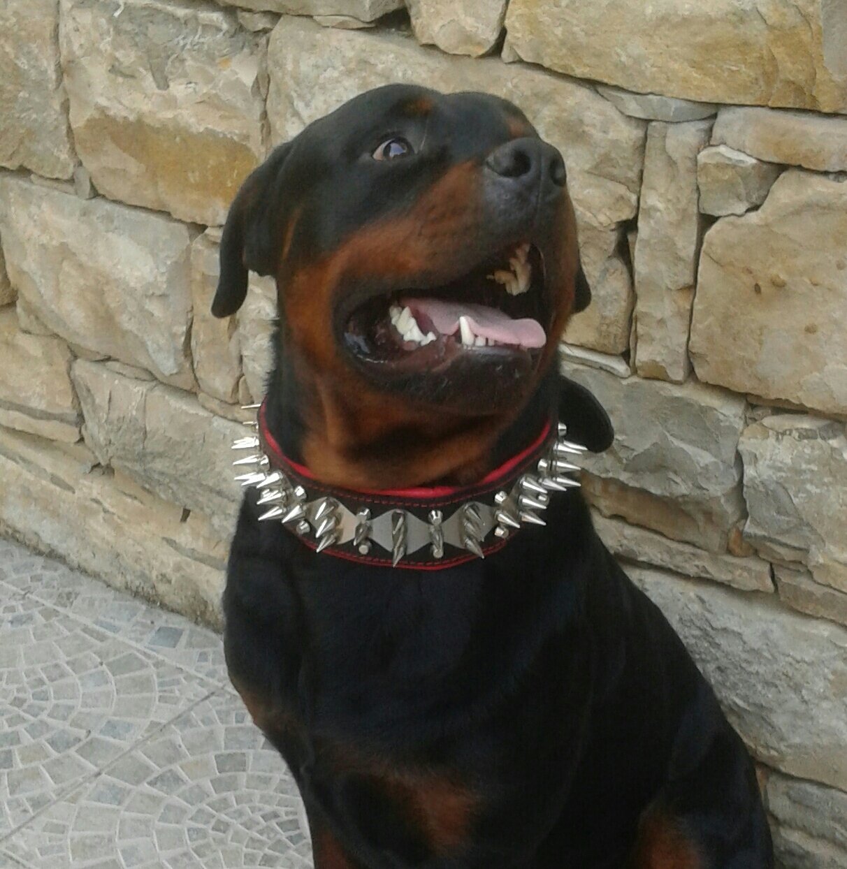 Bestia Edelstahl Hundehalsband – 6,5 Cm Breit, Mit Schraubspitzen & Weicher Lammlederpolsterung