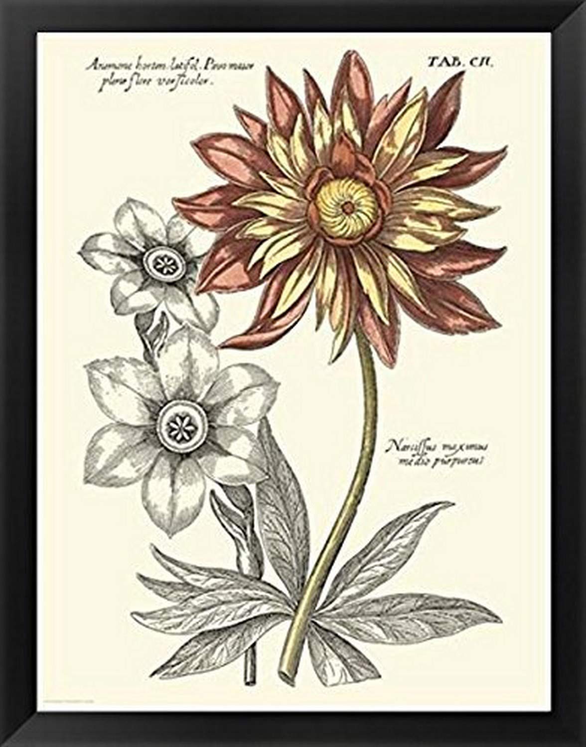 Buyartforless IF OWP 51872L 24x18 1.25 Black Plexi Framed Tinted Floral Iii by Basilius Besler Art Print Poster, 24" X 18"