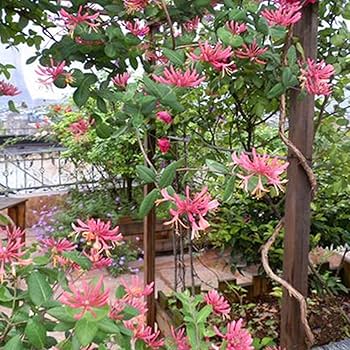 flores frescas de madreselva Semillas ...