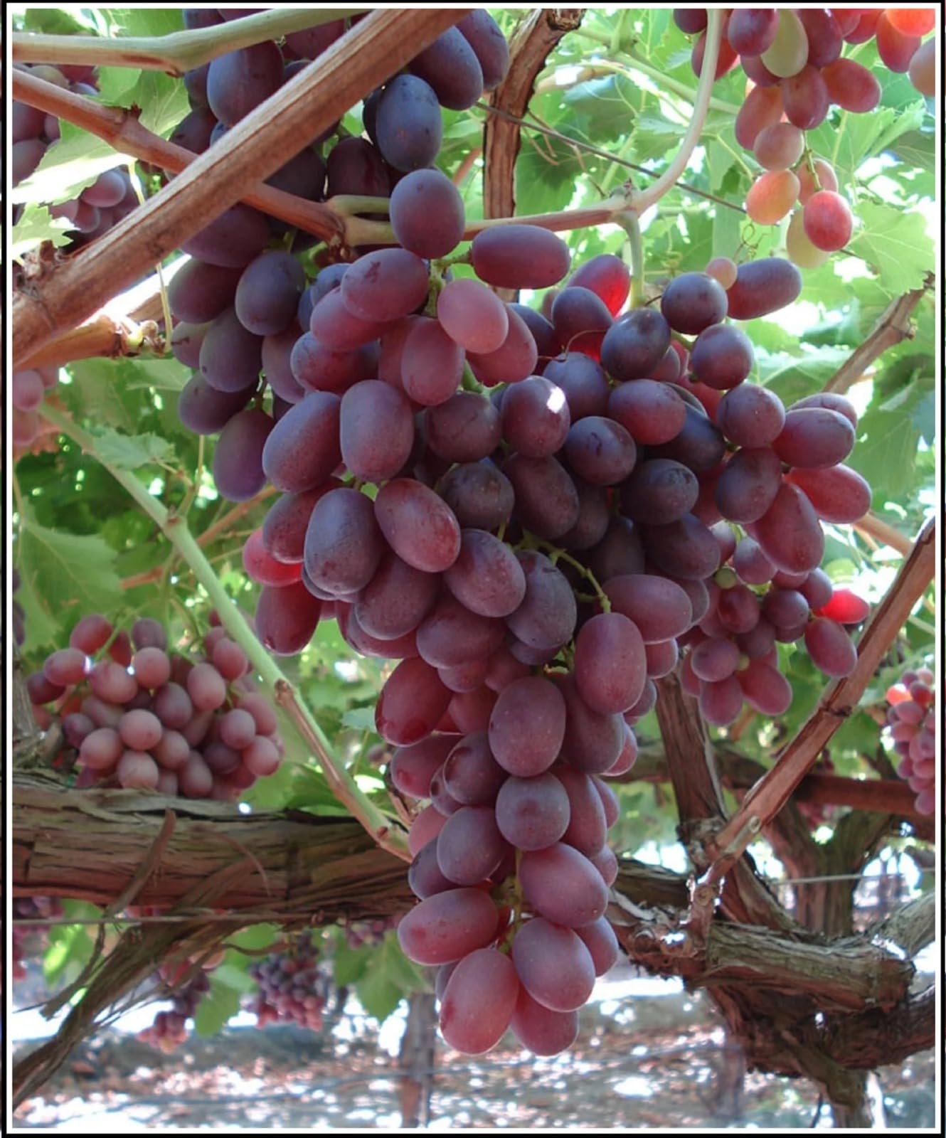 Red Flame Seedless Grapes Live Plant â€“ Grafted Fruit Vine for Home Garden, Balcony, Terrace | Sweet Angoor Plant for Farming & Organic Gardening | Healthy Layered Grape Plant - Pack of 1-image-36