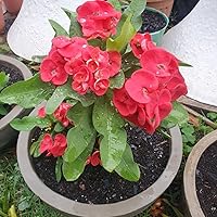 Vista 5 de Planta viva de corona roja de espinas, planta viva de corona de espinas, 4 unidades en maceta, planta suculenta perenne viva