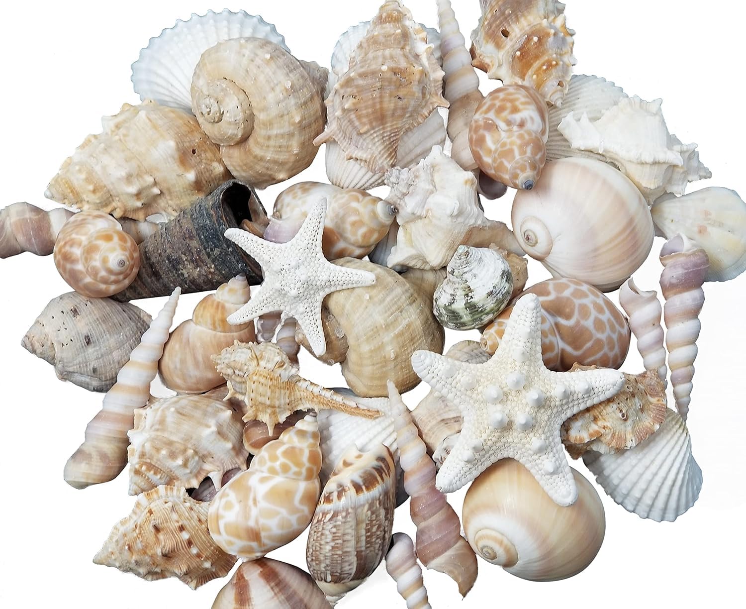Tumbler Home Seashells Mix of Whites & Shells in Whites, Tans & Pinks, Perfect for Crafts, Decor, Weddings & Vase Filler