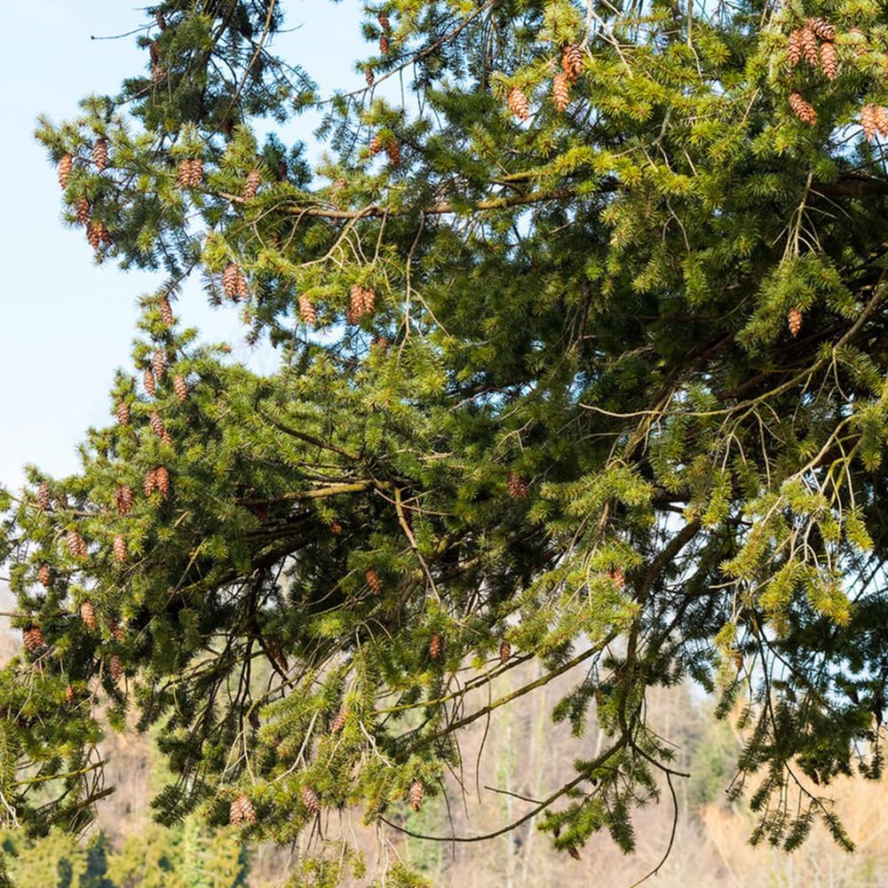 80 pcs douglasie samen, Pseudotsuga menziesii, saatgut, topfpflanzen echt  douglasie baum samen, pflanzen fr garten exotische pflanzen samen, garten  pflanzen samen zimmerpflanzen, : Amazon.de: Garten