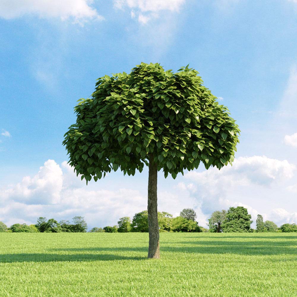 Catalpa bignonioides "Albero dei sigari" pianta in vaso ø26 h. 2 metri e oltre Vivaio di Castelletto