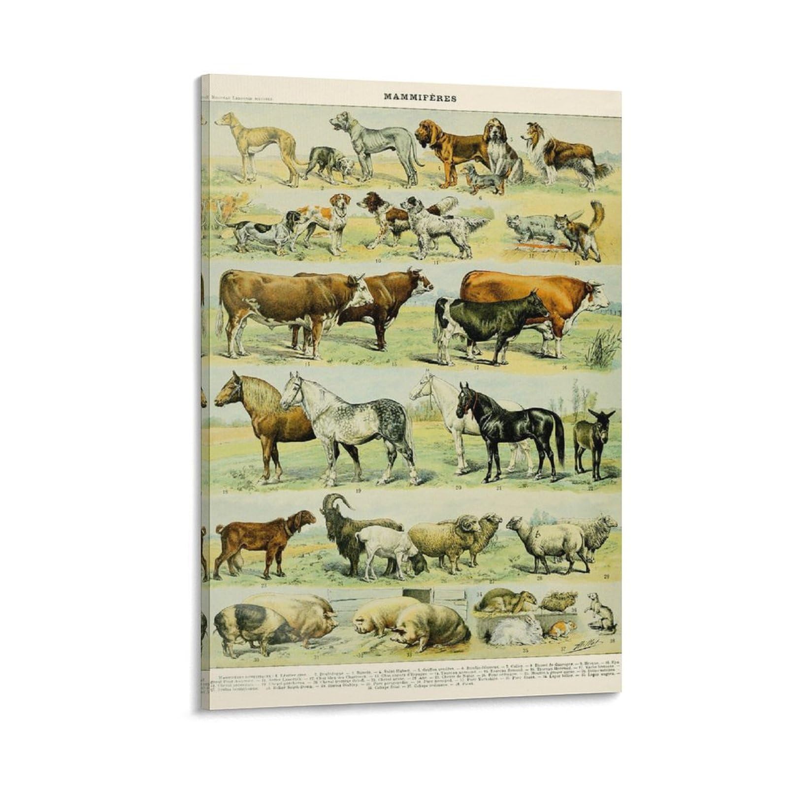 Farm Animal Poster Art, Mammals Chart Print, Educational Diagram, Adolphe Millot Vintage Style Scien Canvas Wall Art Print Poster For Home School Office Decor 24x36inch(60x90cm)