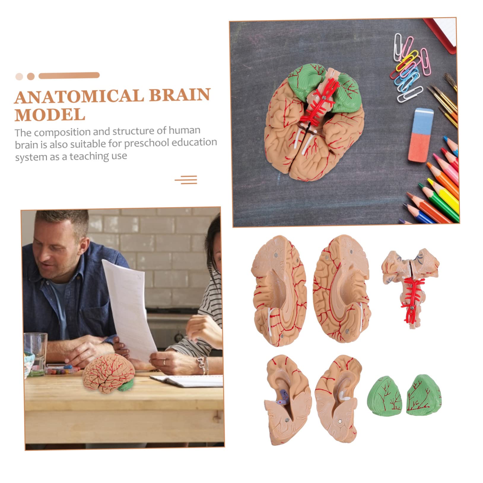 Cabilock 1pezzi Modello Anatomico del Cervello Umano Visualizzazione Scientifica Realizzato Materiali di Buona Qualità Adatto per Istruzione Prescolare e Studi Medici